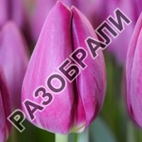 БУКЕТ ИЗ ТЮЛЬПАНОВ  BULLIT (БУЛЛИТ)